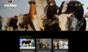 Pulham Herefords